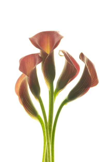 Beautiful pink calla lilies on white background.