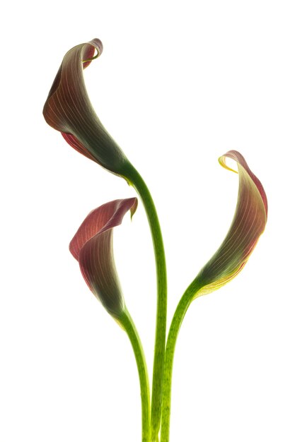 Beautiful pink calla lilies on white background.