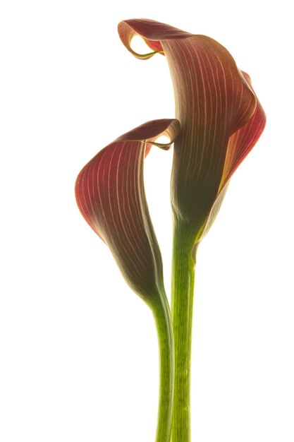 Beautiful pink calla lilies on white background.