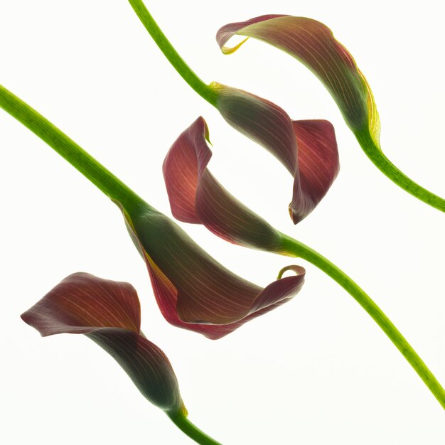 Beautiful pink calla lilies on white background.