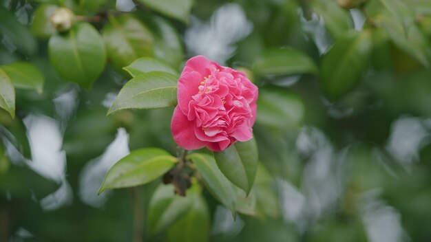 Beautiful pink camellia japonica in garden pink camellias flower symbolize greatness of soul