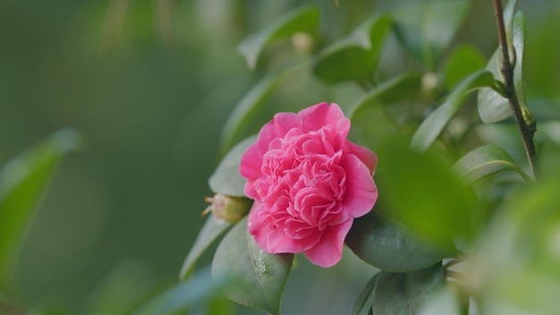 Photo beautiful pink camellia japonica in garden pink camellias flower symbolize greatness of soul