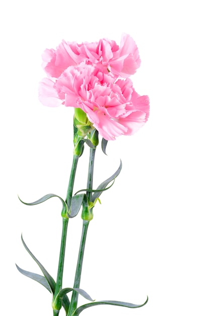 아름다운 분홍색 카네이션 꽃