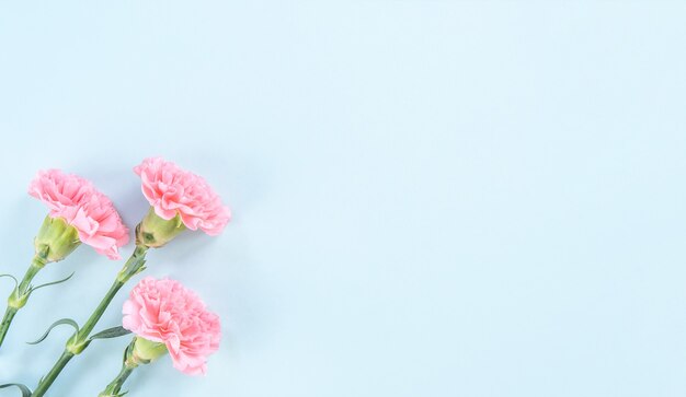 Beautiful pink carnation on pale blue table background for Mother's Day flower concept.