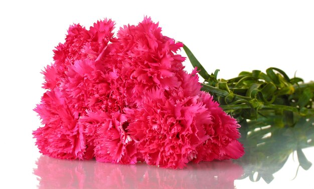 Beautiful pink carnations isolated on white