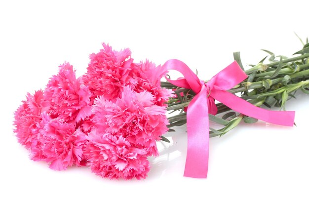 Beautiful pink carnations isolated on white