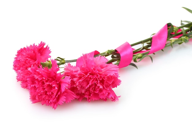 Beautiful pink carnations isolated on white