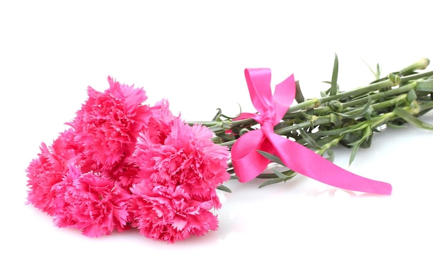 Beautiful pink carnations isolated on white