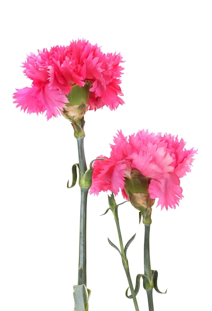 Beautiful pink carnations isolated on white