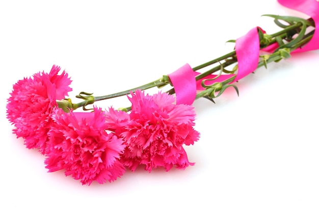 Beautiful pink carnations isolated on white