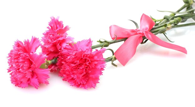 Beautiful pink carnations isolated on white