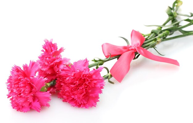 Beautiful pink carnations isolated on white