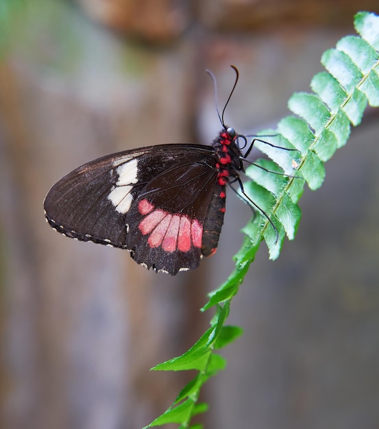 Beautiful Pink Cattleheart butterfly Parides Euripides on green leaves