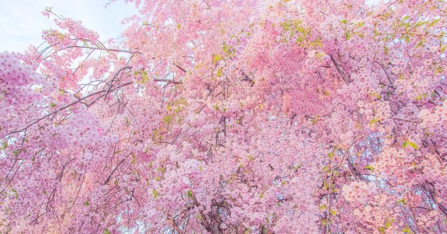 Beautiful pink cherry blossom flowers in bloom during spring season in Japan