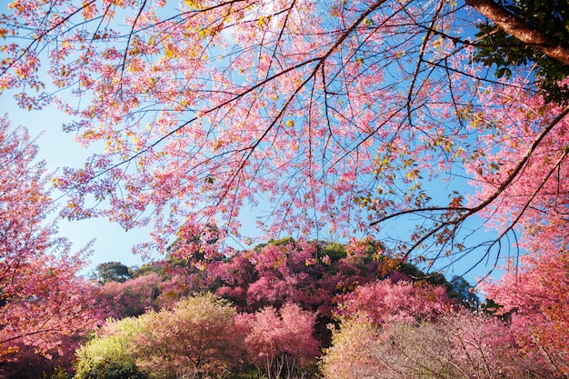 Beautiful Pink Cherry Blossom on nature background