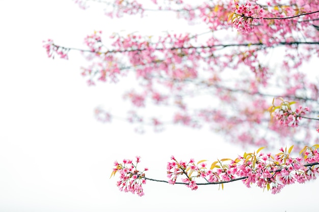 自然の背景に美しいピンクの桜