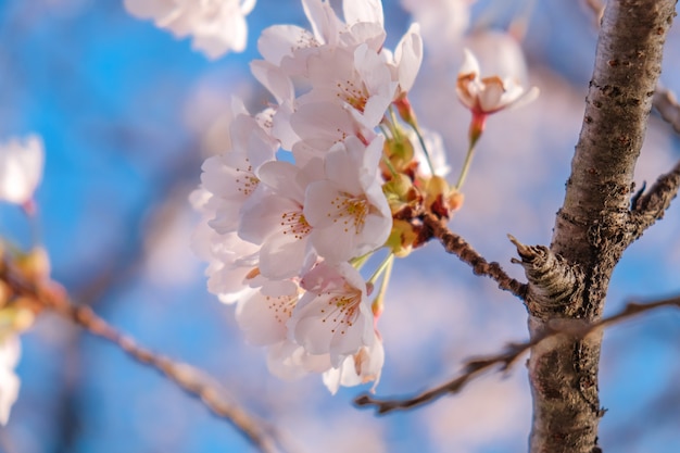 Beautiful pink cherry blossom or sakura blooming in the garden