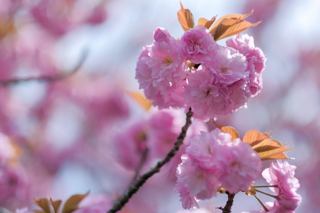 Beautiful pink cherry blossom or sakura blooming in the garden