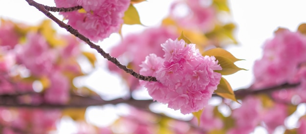 Beautiful pink cherry blossom or sakura blooming in the garden