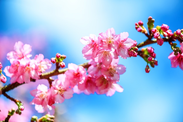 Beautiful Pink Cherry Blossom or Sakura flower blooming in blue sky on nature background