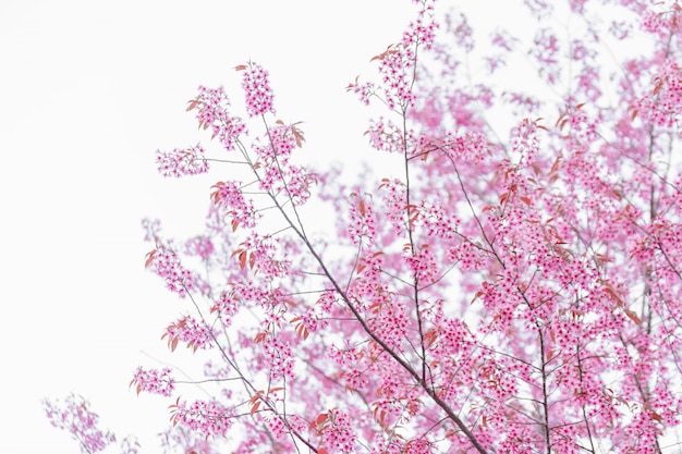 Beautiful  Pink Cherry Blossom , Sakura flower