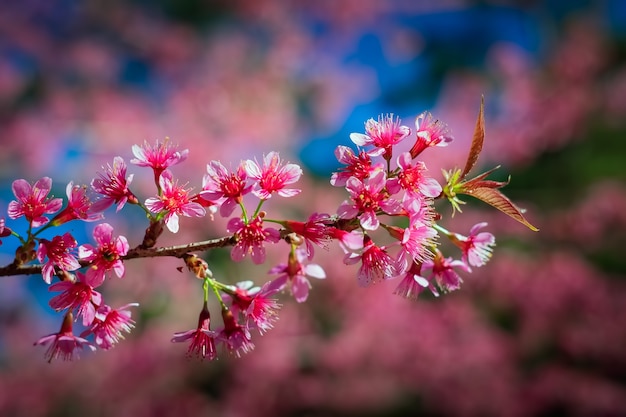 분홍색 벚꽃, 태국의 벚나무 cerasoides의 아름다운.