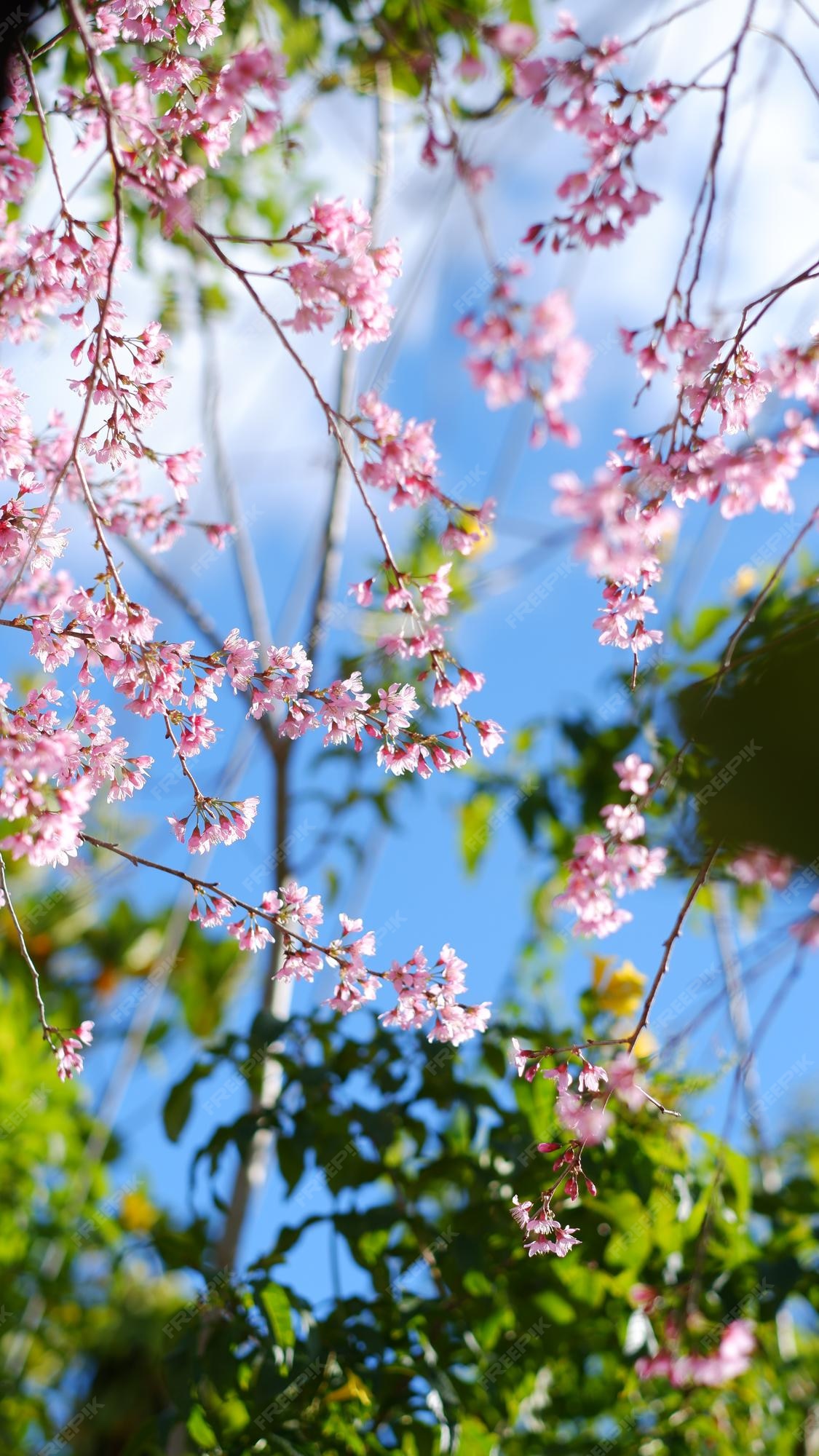 365,355 Blossom Cherry Stock Photos - Free & Royalty-Free Stock