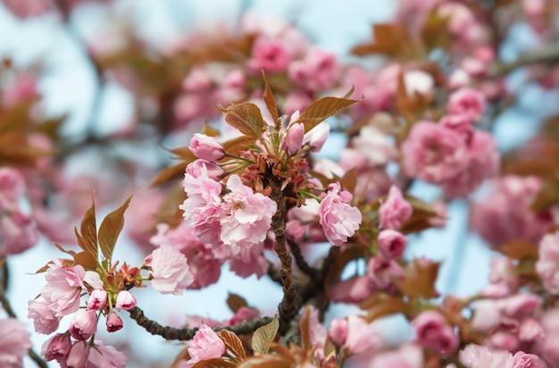 Beautiful pink cherry blossoms