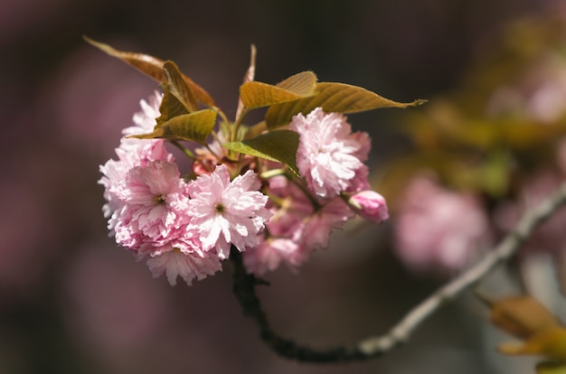 Beautiful pink cherry blossoms