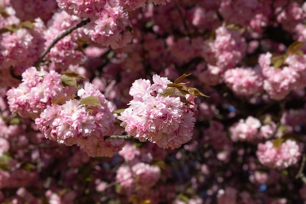 Beautiful pink cherry blossoms