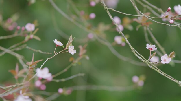 Beautiful pink cherry tree blossoms blossoming pink sakura cherry tree flowers