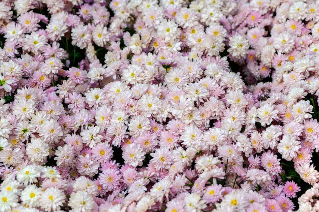 Beautiful pink chrysanthemum background Top view and flower concept