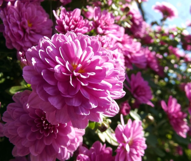 美しいピンク色の菊と青い空