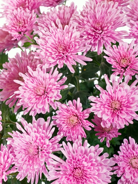 흰색에 고립 된 아름 다운 핑크 국화 꽃 (가 생생한 배경)