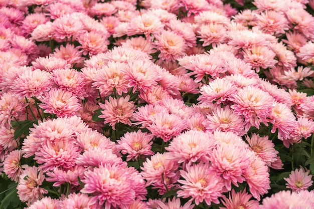 自然デザインの背景の美しいピンクの菊の花。