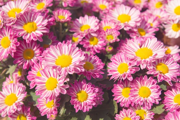 아름 다운 분홍색 국화 꽃