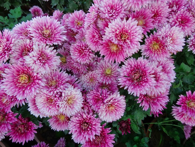 beautiful pink Chrysanthemum Flowers top view