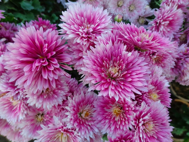 写真 美しいピンクの菊の花の上面図
