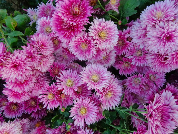 beautiful pink Chrysanthemum Flowers top view