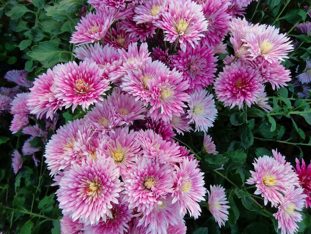 Bella vista dall'alto di fiori di crisantemo rosa