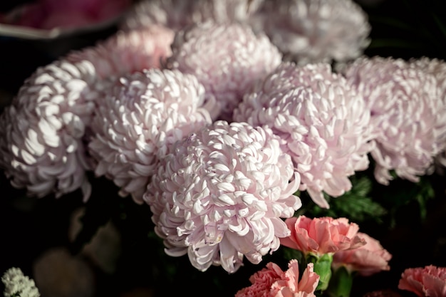 Beautiful pink chrysanthemum