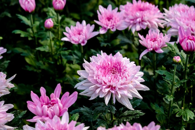 Photo beautiful pink chrysanthemum