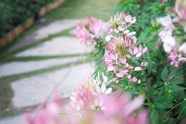 庭の美しいピンクのクレオメスピノサまたはクモの花