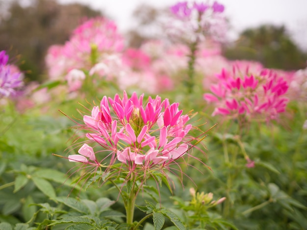 Beautiful pink cleome spinosa or spider flower in the garden