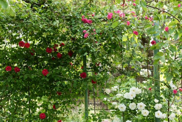 Beautiful pink climbing roses in spring in the garden . green background