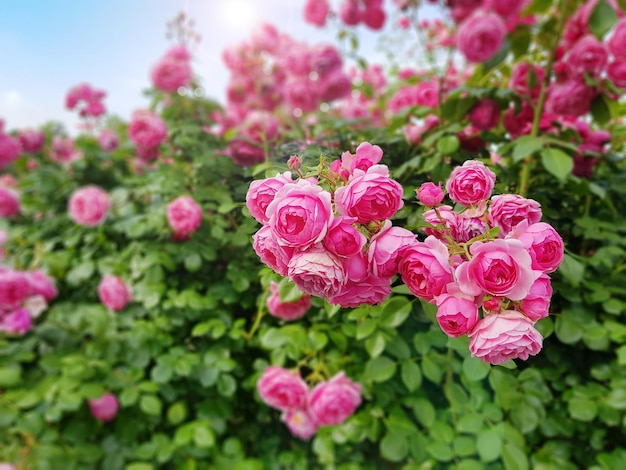 Beautiful pink climbing roses in spring in the garden on a sunny day