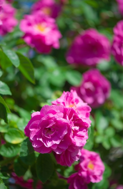 Красивые розовые плетистые розы весной в саду