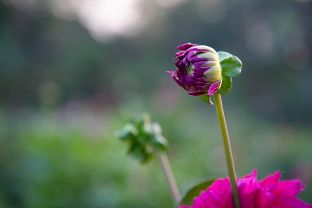 ぼかした背景の自然な景色を持つ美しいピンク色の花のつぼみ