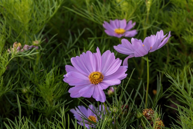 Beautiful pink cosmos flower blooming in a garden.