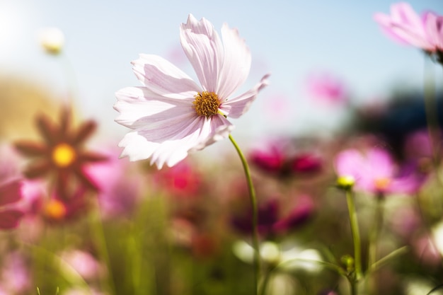 아름다운 핑크 코스모스 꽃 피는 정원